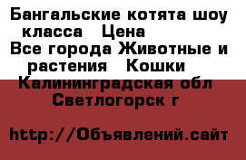 Бангальские котята шоу класса › Цена ­ 25 000 - Все города Животные и растения » Кошки   . Калининградская обл.,Светлогорск г.